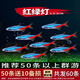 紅綠燈魚燈科魚孔雀魚熱帶觀賞魚淡水寶蓮燈魚活體斑馬魚群游魚 2cm 紅綠燈50條+10備損