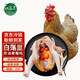 白蕩里安徽發(fā)貨 生鮮雞肉 黃油老母雞 凈含量2斤*2只 源頭直發(fā)