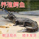 愚港 鱷魚(yú)整只整條 活物活體現(xiàn)殺整條順豐發(fā)貨合法養(yǎng)殖 鱷魚(yú)生鮮肉 整只約 30斤