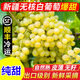 新疆吐魯番純甜無核白無籽馬奶提葡萄5斤裝新鮮水果現(xiàn)摘無籽馬奶 純甜無籽葡萄帶箱 5斤 新疆無核白無籽葡萄實惠嘗鮮