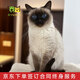 佳朔純種暹羅貓幼崽寵物貓咪活體【簽訂合同疾病保障終身指導 】 寵物級 暹羅貓 【咨尋客服視頻挑選】