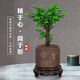 想開(kāi)小葉紫檀盆景樹(shù)樁植物老樁盆栽客廳桌面室內綠植好養樹(shù)苗四季常青 單桿小葉紫檀+紫砂1361+底座 帶盆栽好