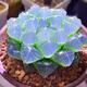 玉露多肉植物大顆稀有品種精品多肉花卉綠植組合套餐小盆栽十二卷 藍靜【4-5CM】塑料盆栽好發(fā)貨