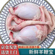 當天現(xiàn)殺新鮮羊鞭羊?qū)毶虻盁粳F(xiàn)殺速凍羊腰子速凍男用生鮮滋補 生羊?qū)氀虻?1000g