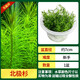瘋狂水草（FKSC）無(wú)菌杯魚(yú)缸水草造景植物莫斯陰性草缸日本珍珠草魚(yú)缸綠植真水草 北極杉