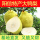 山東鴨梨特產(chǎn)陽(yáng)信鴨梨脆甜蒸煮梨當季水果新鮮好吃大果果園直郵 5斤7-9個(gè)裝