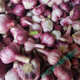 鹿凌青2024年新蒜紫白皮大蒜鮮干蒜頭農家香蒜土蒜新鮮干紅皮大蒜頭產(chǎn)地 【精選裝】 3斤
