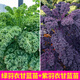 大菜鄉摘不敗綠紫白粉羽衣甘藍秧苗種子四季耐寒陽(yáng)臺盆栽蔬菜苗食用觀(guān)賞 綠+紫羽衣甘藍苗各6棵+1包肥