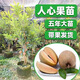 四季人心果苗高壓苗越南人心果樹(shù)苗地栽盆栽營(yíng)養(yǎng)杯苗果樹(shù)帶果發(fā)貨 越南人心大果 四年苗