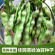 春枝韻東北油豆種子一點紅油豆角種籽將軍豆中早熟春秋四季高產(chǎn)蕓豆種孑 50克裝約90?！?包
