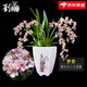 劉閣蘭花奶香味夢(mèng)香蘭 現帶濃香花苞出售 香水文心蘭花卉綠植盆栽跳舞蘭 粉色夢(mèng)香帶8支生花劍 年底開(kāi)花 帶懶人盆