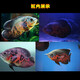 樂(lè )淘逸寵血紅鸚鵡魚(yú)活體發(fā)財魚(yú)財神魚(yú)大型熱帶觀(guān)賞魚(yú)淡水好養 10-11紅黃鸚鵡+黑白地圖共4條