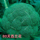 西蘭花種孑西藍(lán)花菜種子松花菜種籽花椰菜綠色花菜種四季蔬菜 【原裝】西蘭花種子1袋 (約300粒