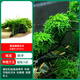 森悠（SARYOR）魚(yú)缸懶人沉木水榕造景裝飾活體植物水族箱真水草套餐淡水增氧水草 垂淚莫斯沉木
