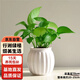 行湘綠蘿水培綠植桌面綠植盆栽觀(guān)葉盆景+白色南瓜塑料吸水盆 源頭直發(fā)