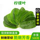 兮柔新鮮檸檬葉 青檸葉 泰國冬陰功湯料西餐調(diào)料香料新鮮蔬菜原料 500g