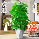 植男植女綠蘿室內(nèi)盆栽大型綠色客廳吸甲醛辦公室長藤繞樁大葉綠植源頭直發(fā)