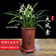 劉閣蘭花四季素心大鳳素現帶花苞出售有香味的花苗室內陽(yáng)臺綠植物花卉盆栽 5-8苗帶3花苞帶棕色知春款仿紫砂盆