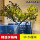 逸樂(lè )寵水楊梅植物魚(yú)缸造景老樁擺件烏龜缸觀(guān)賞水培綠植造景全套古法養魚(yú) 精選水楊梅多年樹(shù)形一顆50-55厘米