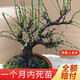 花竹戀綠梅盆景樹樁盆栽濃香耐寒綠萼梅花苗陽臺(tái)庭院花卉植物室內(nèi)外四季 綠梅20年苗（盆景型） 不含盆