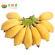 馬保果廣西小米蕉新鮮應當季水果banana芭蕉蘋(píng)果香蕉帝王粉焦 5斤優(yōu)選裝