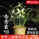 劉閣蘭花建蘭四季蘭花苗超香七彩玲瓏現帶花苞出售有香味的陽(yáng)臺盆栽綠植 香香素心2苗，加盆土肥,說(shuō)明書(shū)