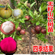 春枝韻無(wú)籽山竹樹(shù)苗當年結果四季帶土帶葉種植成活高四季可種南北方耐寒 紅肉山竹-帶土帶叉(六個(gè)月結果)
