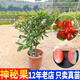 神秘果苗盆栽植物變味果四季開(kāi)花室內(nèi)陽(yáng)臺(tái)庭院水果苗盆景花卉綠植 五年苗