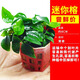 佩瑪思特大葉榕水榕大全水草植物真草造景陰性淡水魚(yú)缸綠植 迷你榕