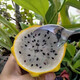 杭風(fēng)臻品海南三亞燕窩果麒麟果大果黃色火龍果當(dāng)季新鮮熱帶水果產(chǎn)地直發(fā) 3斤禮盒(單果3-4兩)