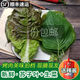 鹿凌青【順豐上門】新鮮蘇子葉烤肉葉綠紫蘇葉鮮生菜葉食用包肉包飯60片 蘇子葉+生菜 1斤（90片左右）