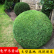 龜甲冬青球大小葉黃楊樹(shù)苗冬青球樹(shù)苗四季常青庭院綠化球形植物 30-40厘米高龜甲冬青【20棵】 40cm(含)-50cm(不含)