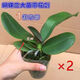 湘萂園蝴蝶蘭花苗帶花劍盆栽蘭花大苗客廳室內(nèi)植物花卉四季開花好養(yǎng)活 2盆2.5寸帶花劍【1-2個月開花隨機顏色】