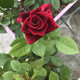 八目尚賞花大花月季花苗綠植嫁接四季好養(yǎng)歐月庭院陽臺盆栽花卉好養(yǎng)活 黑美人 月季小苗 不含盆