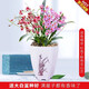 劉閣蘭花5色文心蘭 水培文心蘭帶懶人花盆發(fā)貨現帶花苞夢(mèng)香蘭迷你室內花卉 粉色+紅色帶6支生花劍，帶大白盆