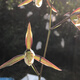 細(xì)葉寒蘭蘭花原生種資源草老種苗好養(yǎng)易活龍巖連城朋口帶花苞綠植 轉(zhuǎn)色紫紅花1苗帶芽 裸根不帶土