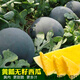 春枝韻無(wú)籽西瓜種子黑皮紅瓤 特大超甜巨型無(wú)子西瓜 懶漢水果種籽 福祺黃瓤無(wú)籽西瓜50粒分裝