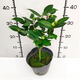 香妃茶花山茶花樹苗盆栽花卉植物四季開花陽臺庭院耐寒濃香老樁 【花期帶花苞】香妃茶30-40原土1顆