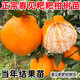 婭皙春見(jiàn)耙耙柑樹(shù)苗桔子苗丑橘盆栽地栽南方北方種植橘子樹(shù)苗當年結果 6年苗當年結果多多【送2棵小苗】