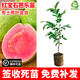 草木旺番石榴苗嫁接四季無(wú)籽臺灣紅心胭脂紅寶石芭樂(lè )白心番石榴果樹(shù)苗 嫁接少籽紅寶石芭樂(lè )苗 3年苗 高度：80公分左右