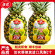 佳農(nóng)鳳梨水果新鮮2個(gè)果削皮即食sw菲律賓進(jìn)口鳳梨新鮮水果順豐 【中大果】單顆約1050g*2顆