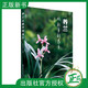 2023新版現貨 養蘭從新手到高手 史宗義 養蘭書(shū)籍蘭花栽培種植技術(shù)大全蘭花養殖書(shū)籍種植蘭花的書(shū)催芽育苗澆水施肥病蟲(chóng)害防治日常養護養蘭技巧書(shū)