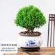 霧松盆栽霧凇四季常青好養易活耐寒旱室內外植物辦公桌面花卉霧凇小盆景綠色小盆栽造型花卉客廳微景觀(guān) 霧松+荷韻青花瓷盆 帶盆栽好