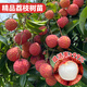 臨雅荔枝樹苖果樹盆栽嫁接樹苗庭院四季好養(yǎng)源頭直發(fā)桂味1棵70-90cm