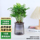 泰西絲袖珍椰子盆景盆栽室內桌面懶人水培綠植+繁星塑料吸水盆 源頭直發(fā)