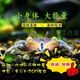 黑殼蝦活體觀賞花腰蝦除藻蝦辣椒蟹淡水魚草缸蝦蘋果螺清潔蝦工具 除藻迷你辣椒蟹12只包活10只