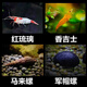 噢水噢觀賞蝦活體水族寵物蝦草缸除藻清潔櫻花極火水晶紅琉璃藍(lán)色淡水蝦 紅琉璃5香吉士5馬來螺6軍帽螺1