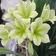 君子蘭苗室內綠植花卉高檔植物室內盆景蘭花盆栽君子蘭盆栽君子蘭大小苗蘭花苗 淺綠色 4到6片葉子