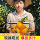 花綺江西橙子贛南臍橙當季新鮮水果 產(chǎn)地直發(fā)精選大果10斤橙子禮盒裝 【10斤特級橙】果徑70-80mm(25-29個(gè))