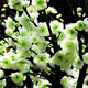 中夢(mèng)梅花盆栽老樁紅梅臘梅盆景樹(shù)苗花卉耐寒植物室內陽(yáng)臺庭院 綠梅 5年苗 不含盆